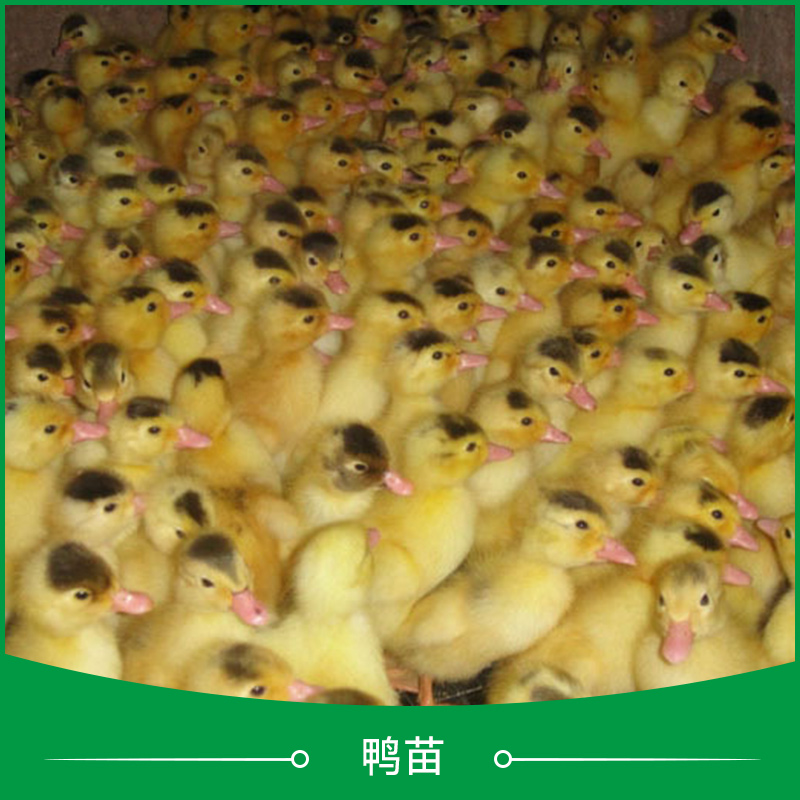广州鸭苗品种养殖场哪家好、广东鸭苗品种供应商批发价