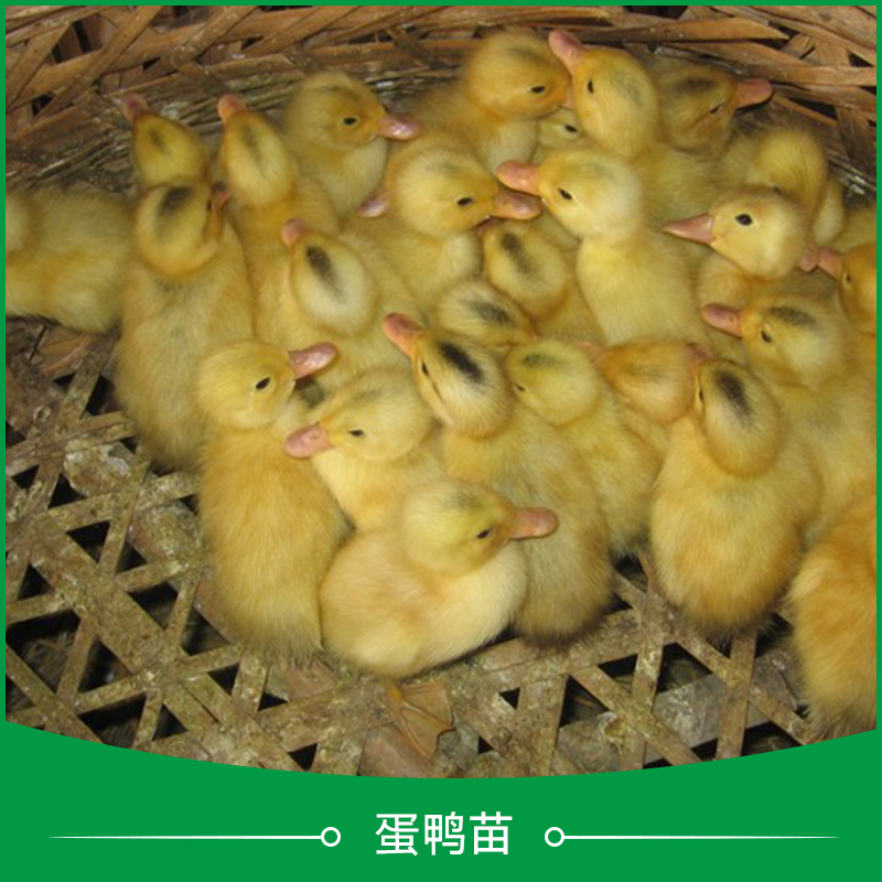 广州鸭苗养殖基地、广州鸭苗养殖市场价是多少图片