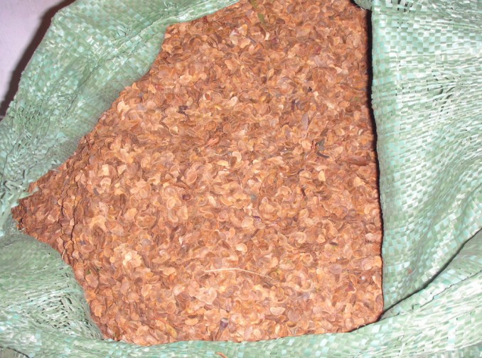 木荷种子 木荷种子批发 木荷种子价格 1公分木荷小苗