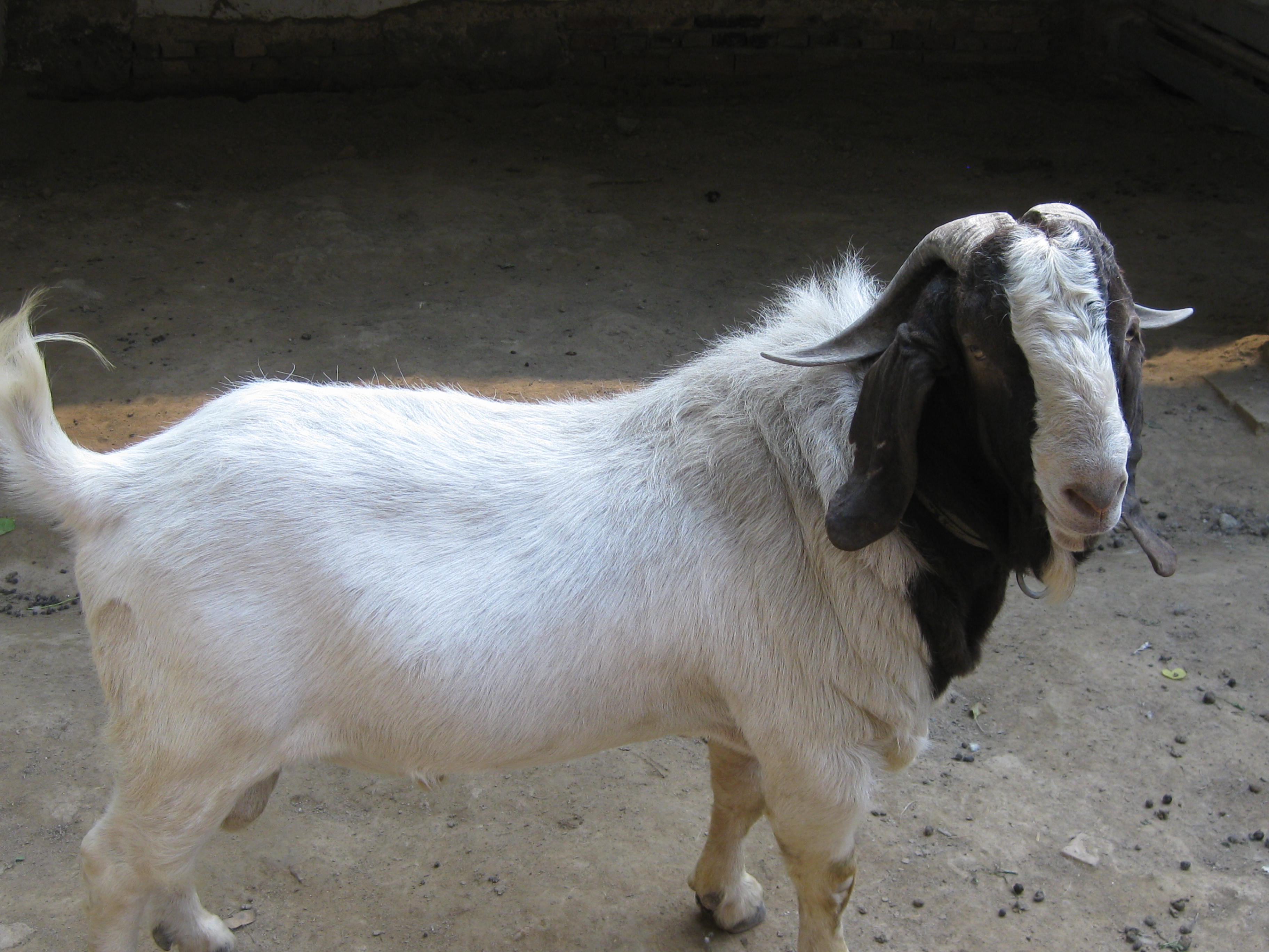 波尔山羊的技术养殖 疾病防治 波尔山羊养殖场 山东波尔山羊价格