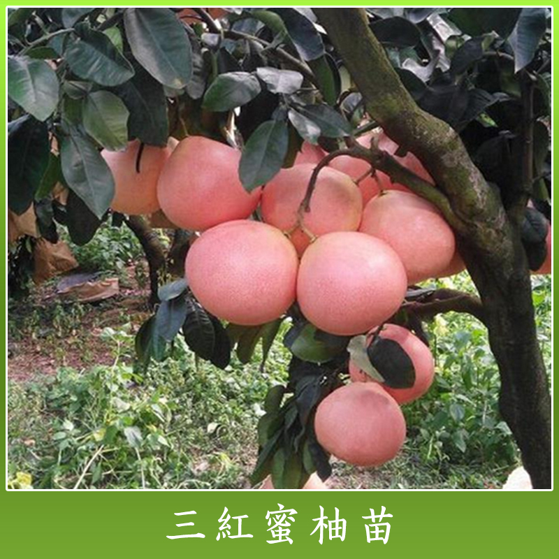 红中红蜜柚果苗 三红蜜柚苗种植技术 优质果苗批发价格图片