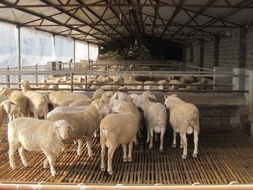 杜泊绵羊的价格杜泊绵羊的疾病防治绵羊养殖基地牛羊养殖场山东济宁图片