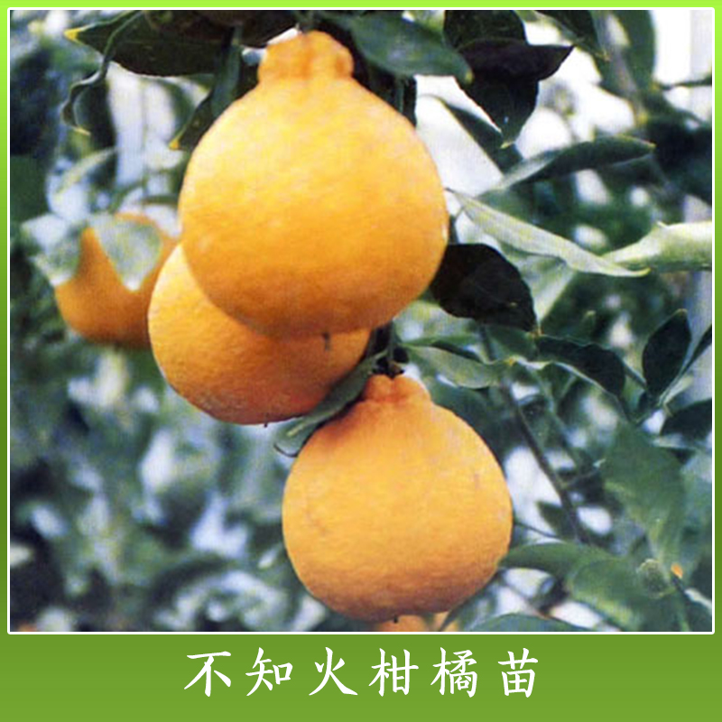 广西不知火柑橘苗批发 丑八怪柑树种苗 不知火杂柑苗 优质高产柑橘苗图片