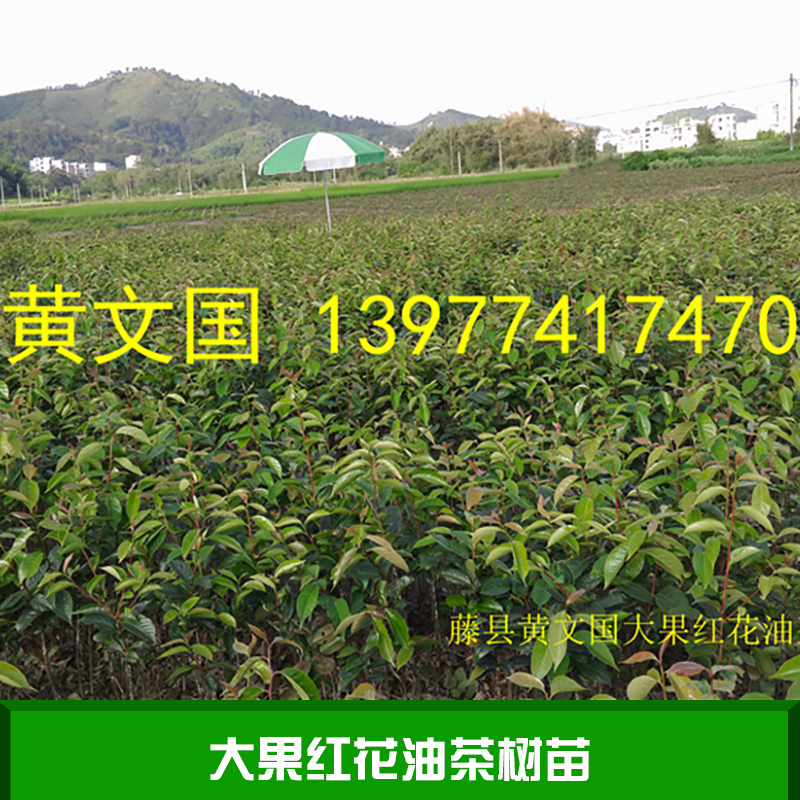 大果红花油茶树苗 藤县红花大果油茶树苗基地 大果红花油茶种苗 红花油茶种子