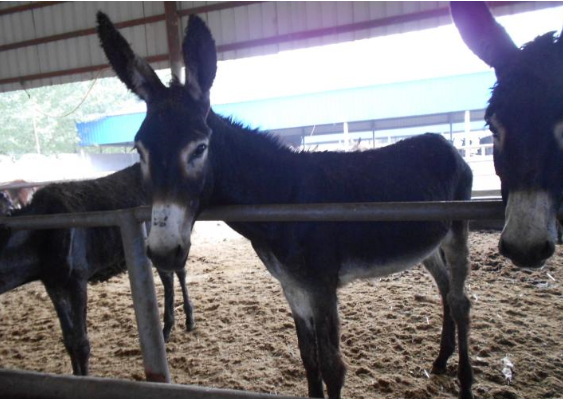 种驴德州驴 德州驴的技术养殖 德州驴的养殖基地 德州驴的最新价价格 德州驴的疾病防治图片