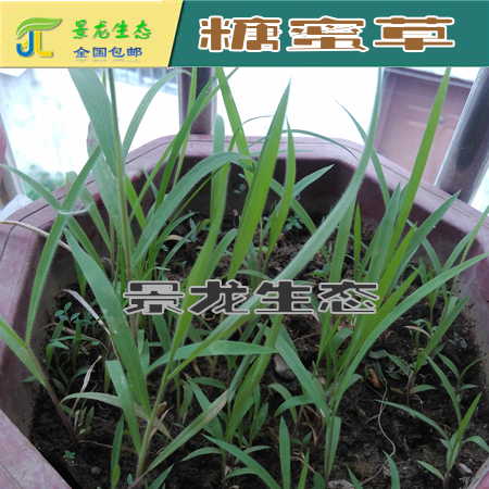 广西边坡绿化三叶草|剪股颖|百喜草|宽叶雀稗 草种批发