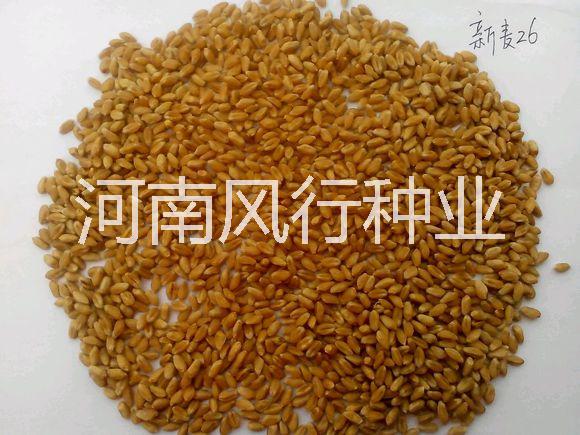 供应郑麦136小麦种子