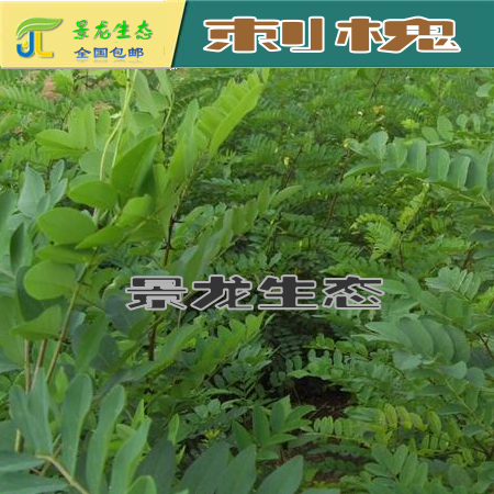 广西边坡绿化|广西灌木种子|广西刺槐|南宁刺槐
