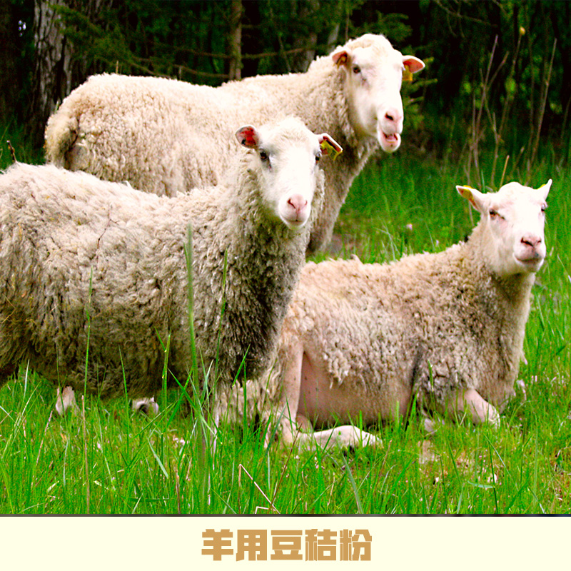 羊用豆秸粉厂家直销 山东羊用豆秸粉 植物性饲料 豆秸草粉 豆秸粉 羊用豆秸粉图片