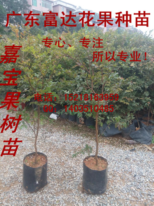 树葡萄苗供应树葡萄苗，树葡萄，台湾嘉宝果树苗
