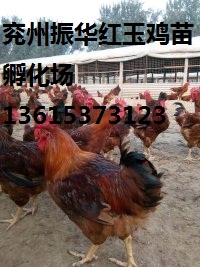 红玉鸡苗厂家 红玉公鸡苗厂家直销 纯红公鸡苗养殖技术图片
