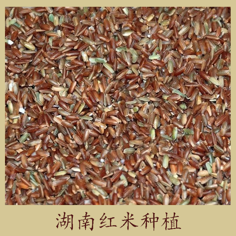 湖南红米种植 农家自产红糙米 红稻米 红大米五谷杂粮图片