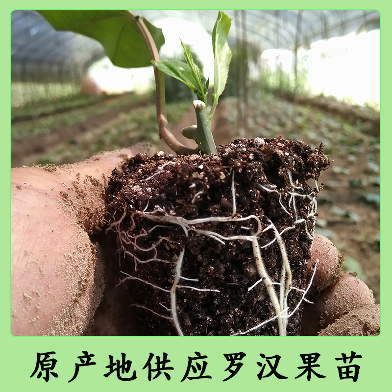 原产地供应罗汉果苗 优质高产罗汉果种植苗木 广西罗汉果种苗批发图片