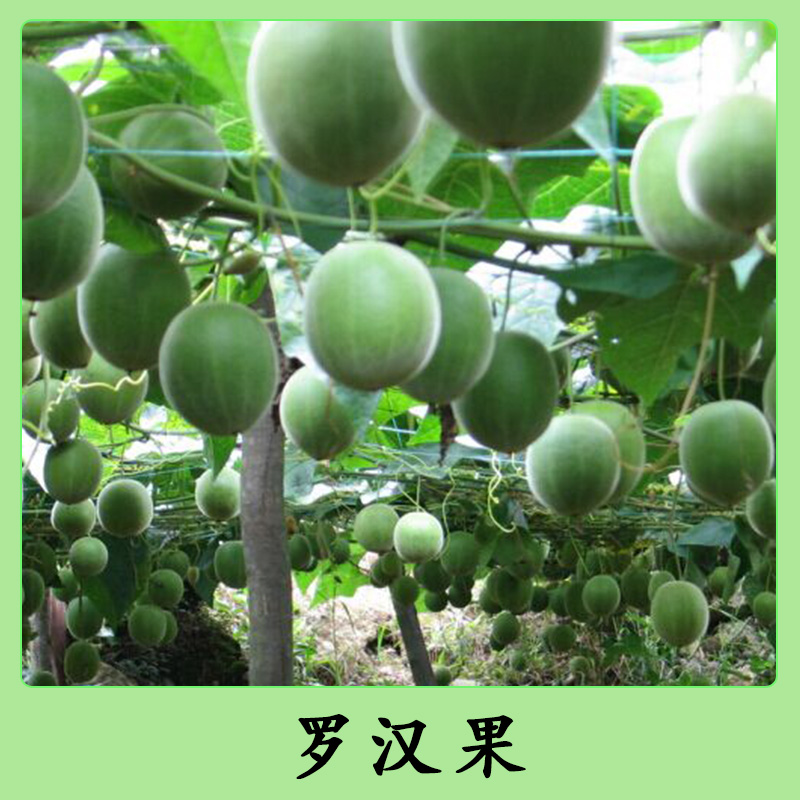 桂林市广西罗汉果厂家广西罗汉果优质果苗种植基地-厂家报价直销供应商