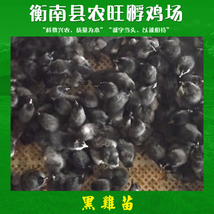 衡阳市孵化绿壳蛋黑鸡苗厂家供应孵化绿壳蛋黑鸡苗