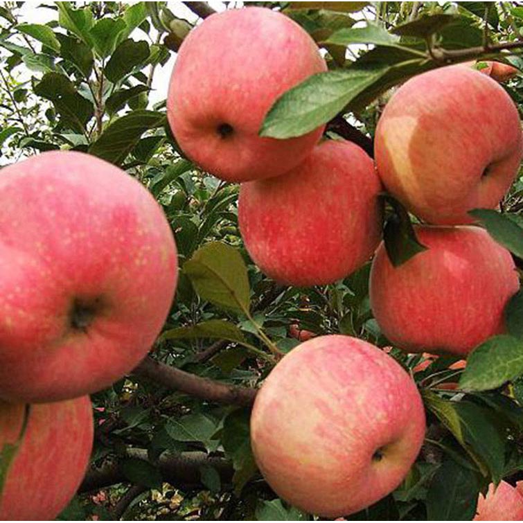 美国八号苹果苗价 早熟美国8号苹果苗 南北方种植矮化乔化苹果苗批图片