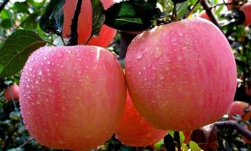 代办【山东红富士苹果价格多少   日照红富士苹果供应产地   苹果价格