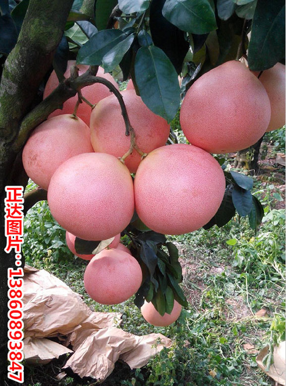 三红蜜柚苗如何种植，有效提高三红蜜柚苗、果树苗的成活率图片
