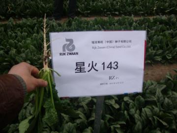 徐州市星火166菠菜厂家星火166菠菜  菠菜种哪家好   菠菜种型号