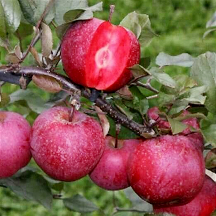 山东红肉苹果批发价格 苹果苗批发价格 红肉苹果苗基地