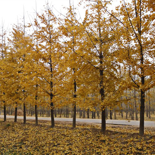 基地直销银杏 园林绿化苗木 规格全 优质银杏树
