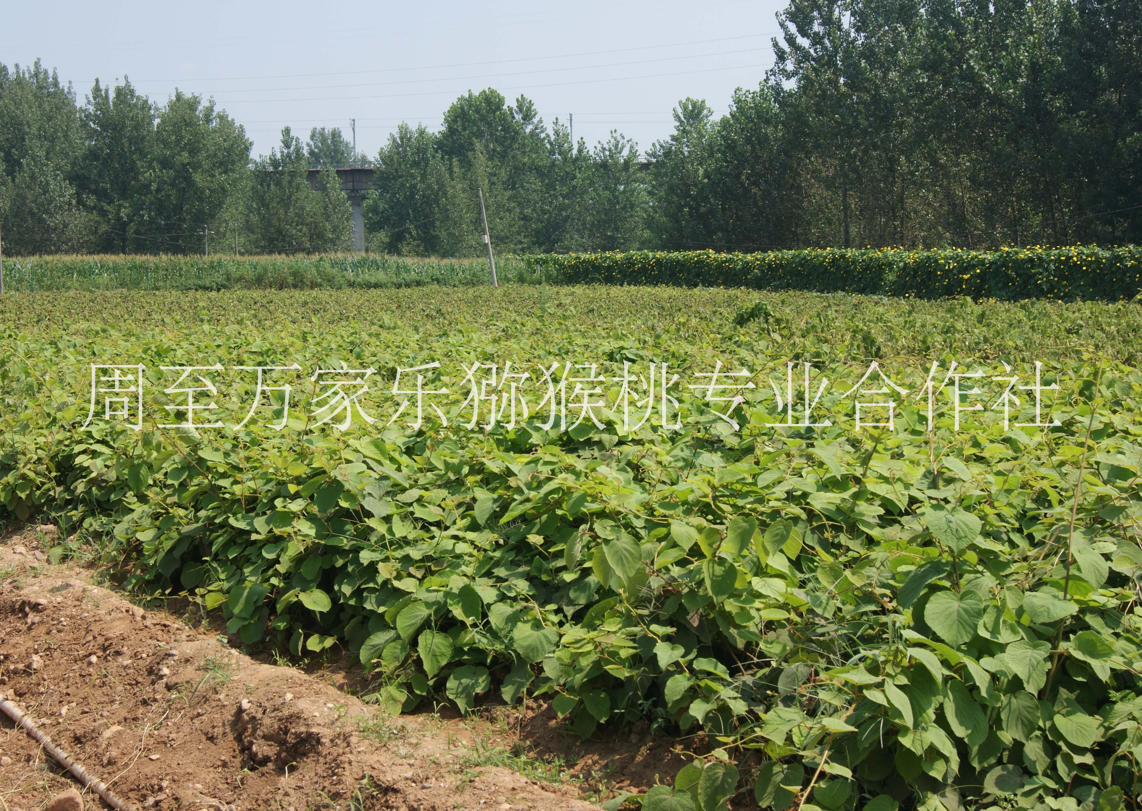 陕西猕猴桃苗木生产基地，陕西猕猴桃苗木价格，陕西猕猴桃苗木基地图片