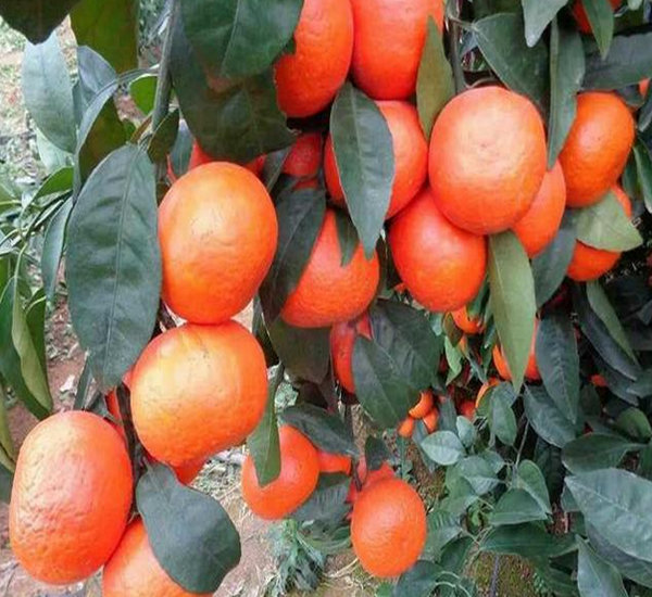 重庆柑橘种植技术，重庆柑橘管理技术，重庆柑橘苗批发价格　