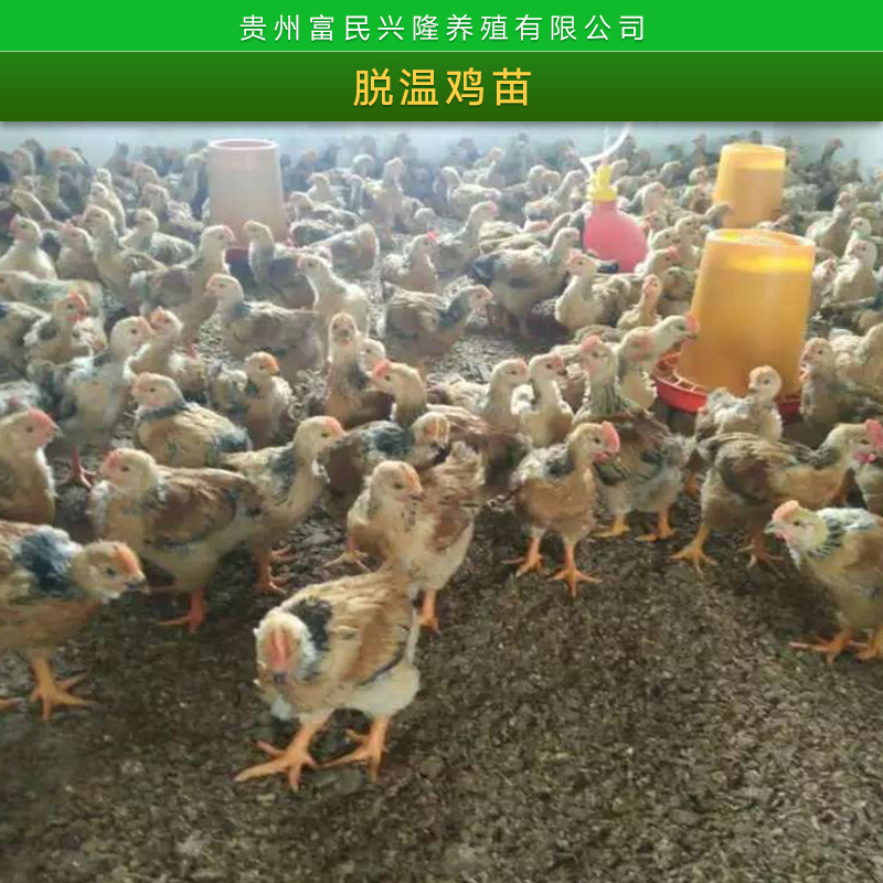 贵州脱温鸡苗批发 高成活率脱温鸡苗 雏鸡养殖 土鸡|三黄鸡|贵妃鸡脱温苗