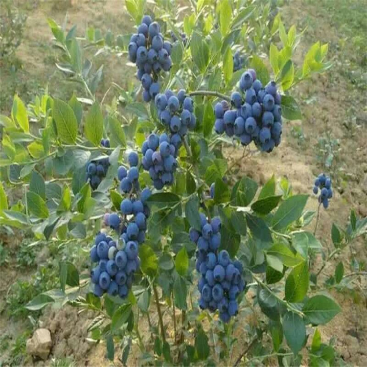 蓝莓苗品种 薄雾 杜克 蓝丰 兔眼 美登 高丛 南北高丛 蓝莓苗种植技术图片
