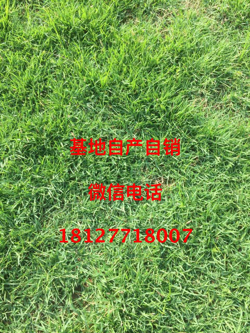 深圳兰引三号草真草坪园林绿化用足球场用高尔夫球场用图片