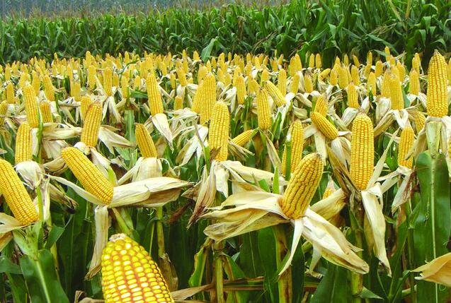 厂家专业种植优质玉米
