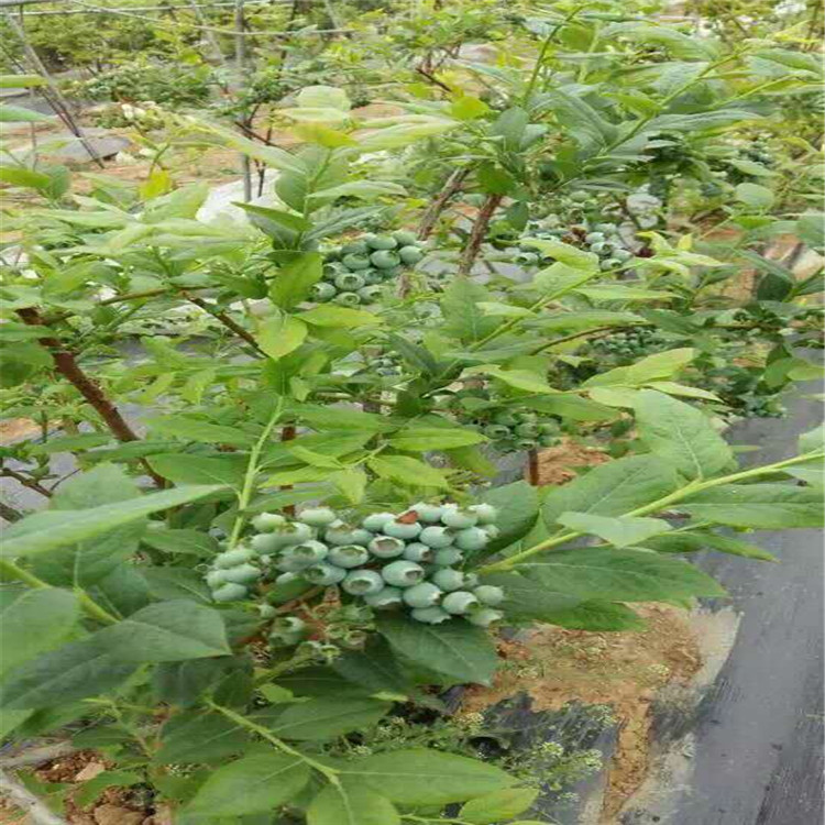 蓝莓苗品种 薄雾 杜克 蓝丰 兔眼 美登 高丛 南北高丛 蓝莓苗种植技术图片