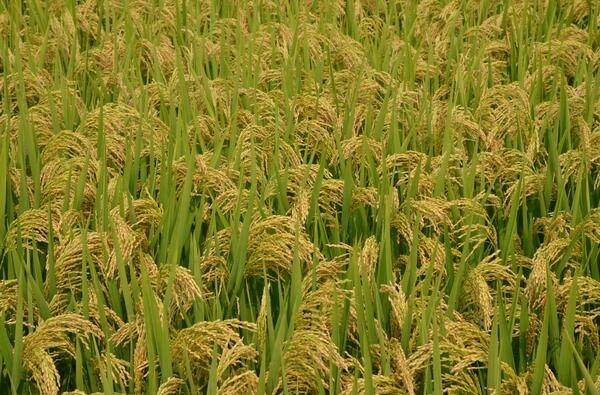 优质水稻批发