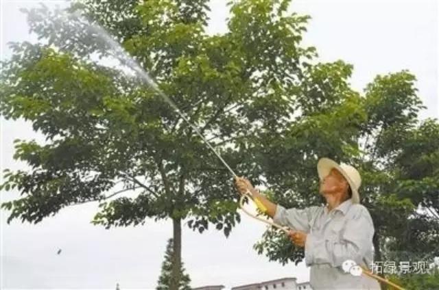 广州绿化管理 专业养护 绿植租摆 环境保护 养护病虫防治