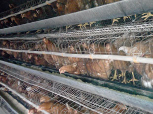 鹤壁市60天青年鸡成本厂家