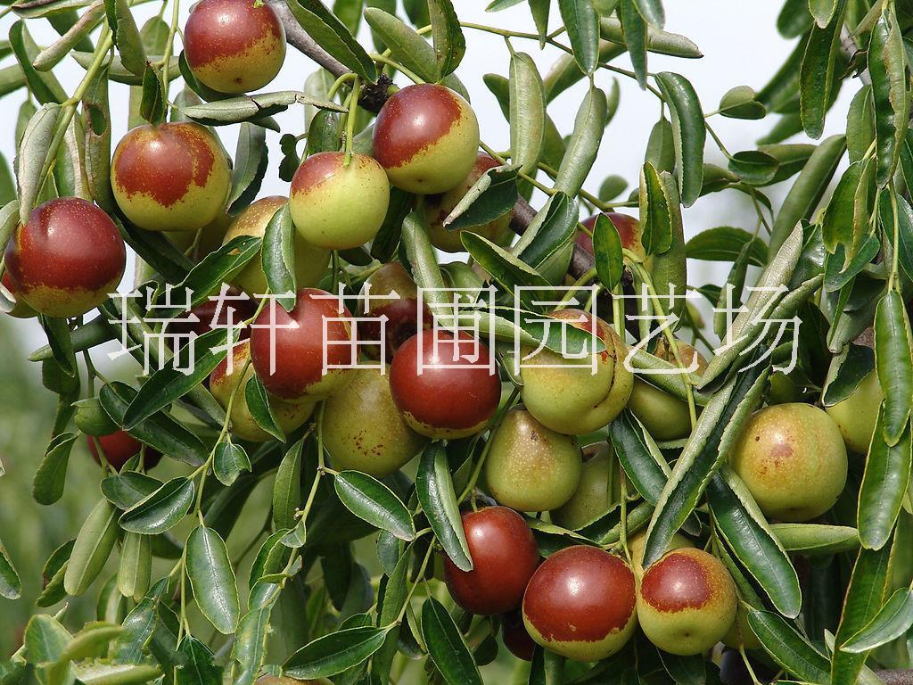 山东枣树苗种植批发基地 枣树苗品种供应 枣树苗出售图片