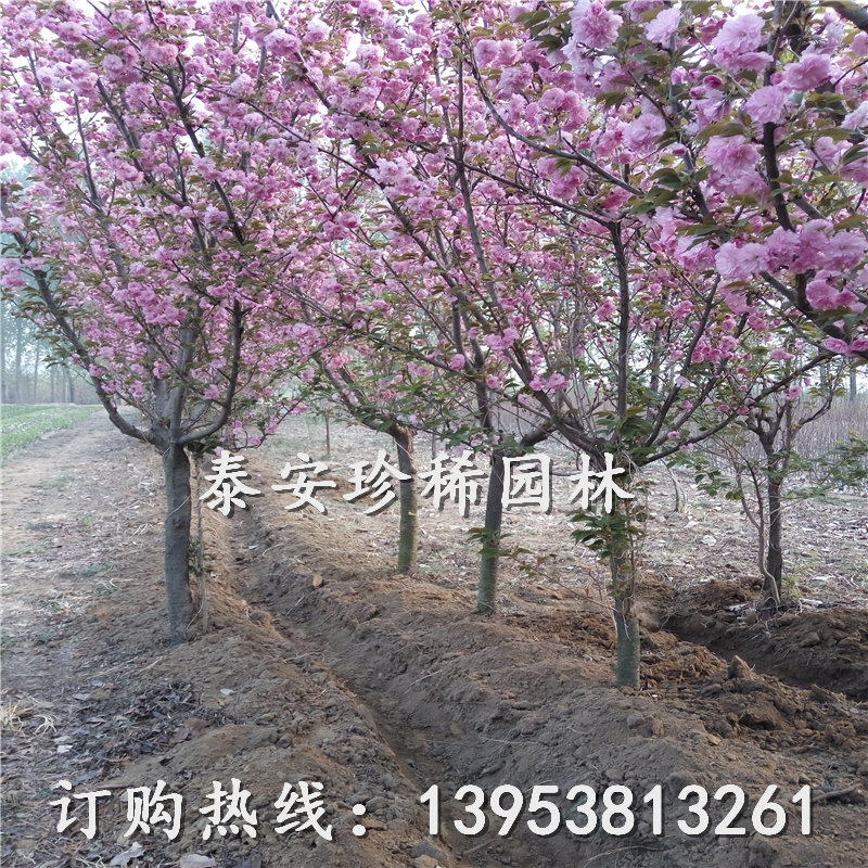 樱花树苗自产自销图片