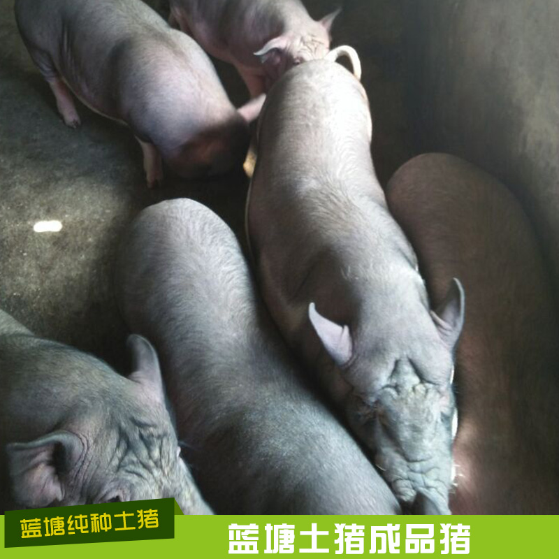 蓝塘土猪肉猪 蓝塘土猪成猪 蓝塘土猪成品猪 农家土猪 土猪养殖