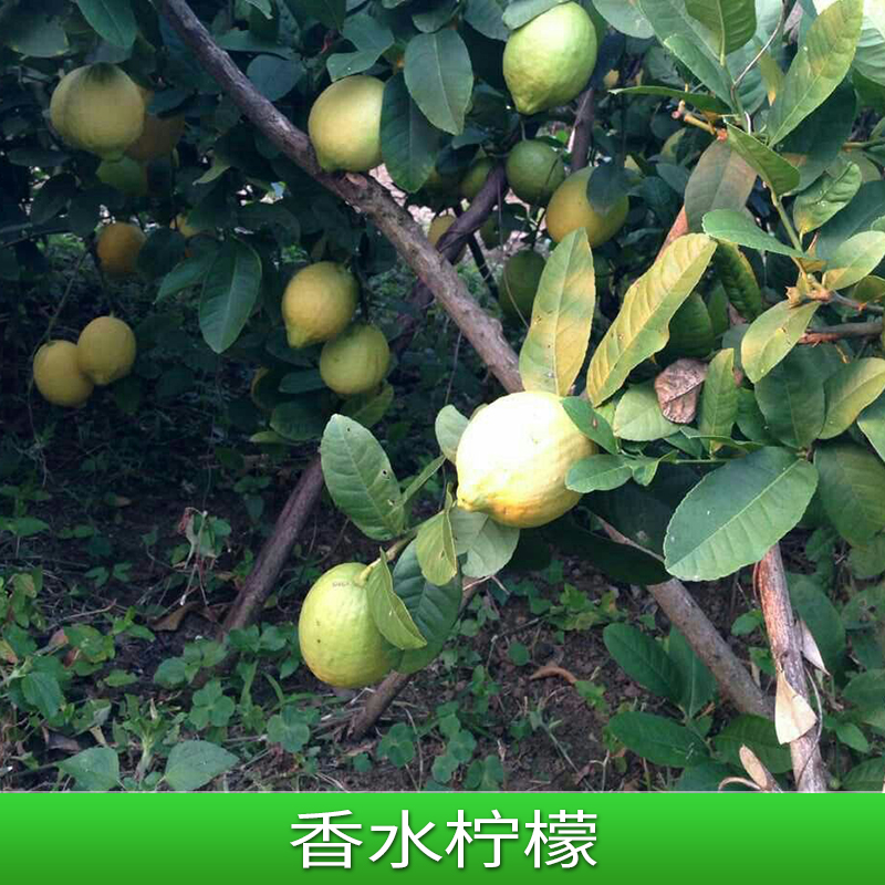 香水柠檬 台湾无籽香水柠檬苗 尤力克柠檬树苗基地