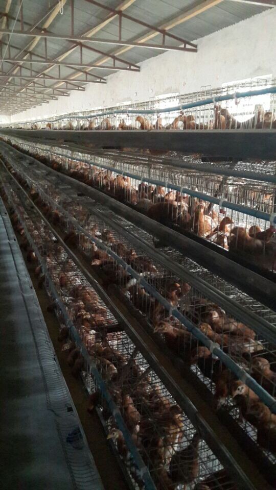 鹤壁青年鸡养殖基地 鹤壁青年鸡养殖场地址