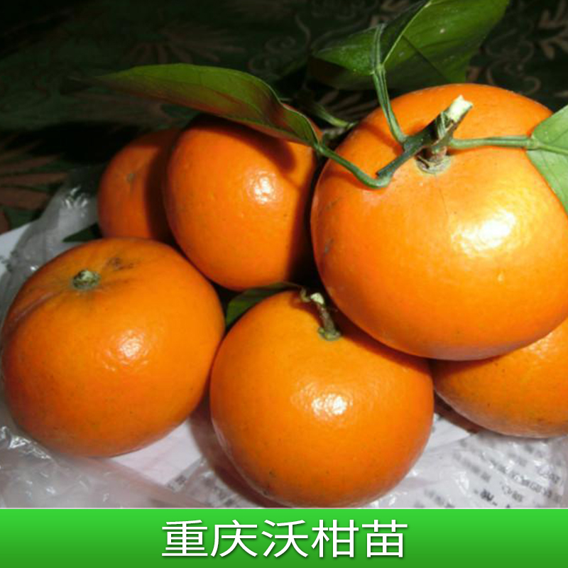 广西重庆沃柑苗 嫁接果苗沃柑苗橘子树柑桔种苗图片