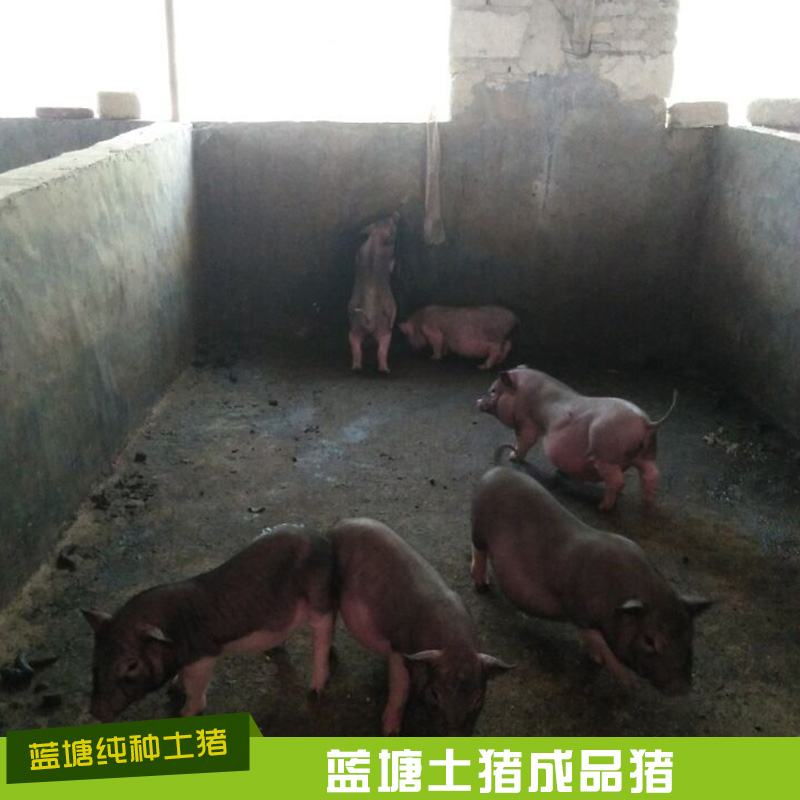 河源市蓝塘纯种土猪肉猪厂家蓝塘纯种土猪肉猪 蓝塘土猪肉猪 蓝塘土猪成猪 蓝塘土猪成品猪