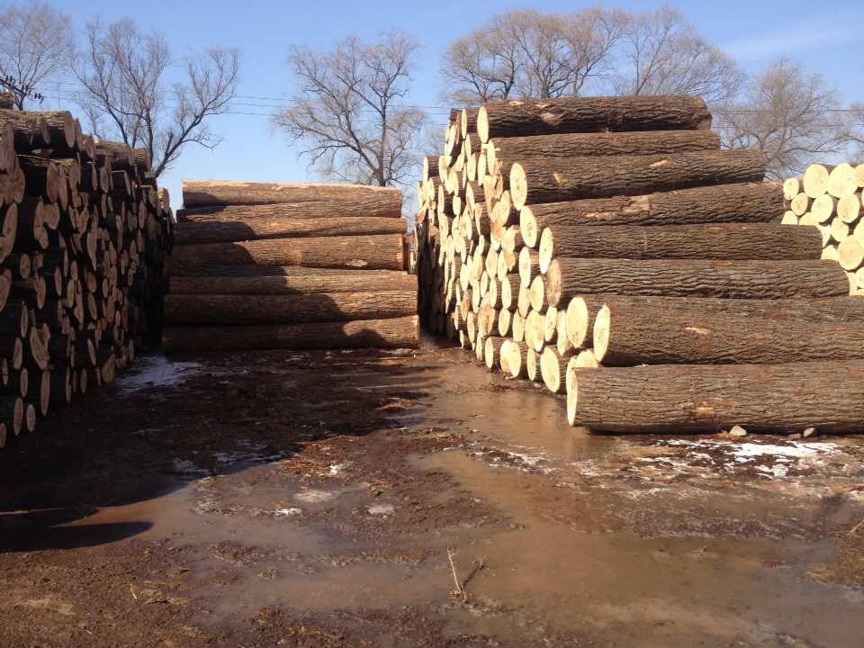 北美木材供应|美国白腊木多少钱批发