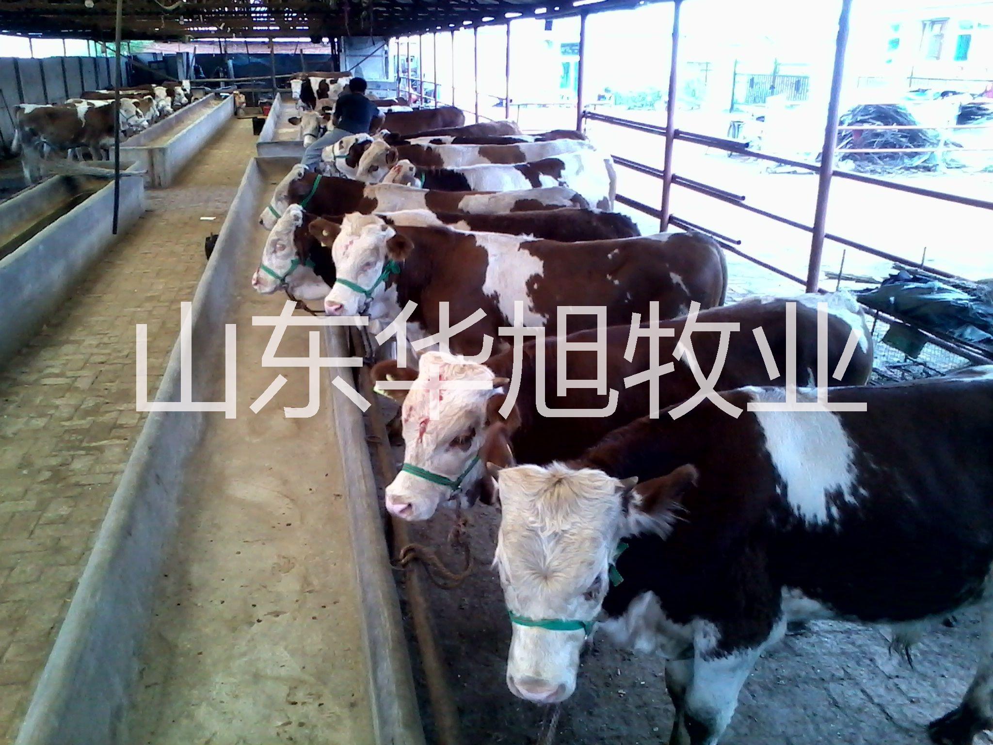 供应 衡水西门塔尔牛价格西门塔尔牛养殖技术与疾病预防图片