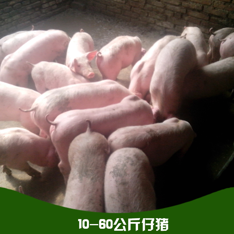 10-60公斤仔猪 仔猪苗 长白猪 三元猪 仔猪品种齐全