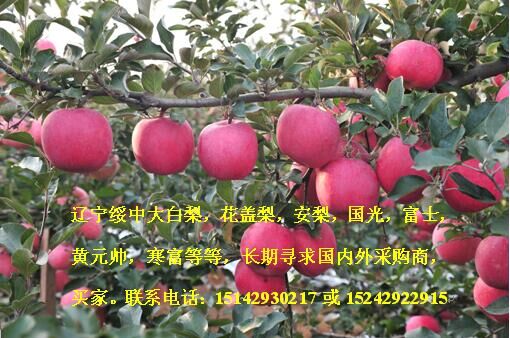 辽宁绥中红富士苹果产地