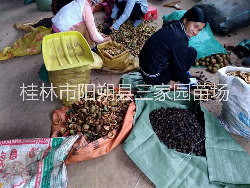 桂林油茶商铺  油茶商铺 油茶公司