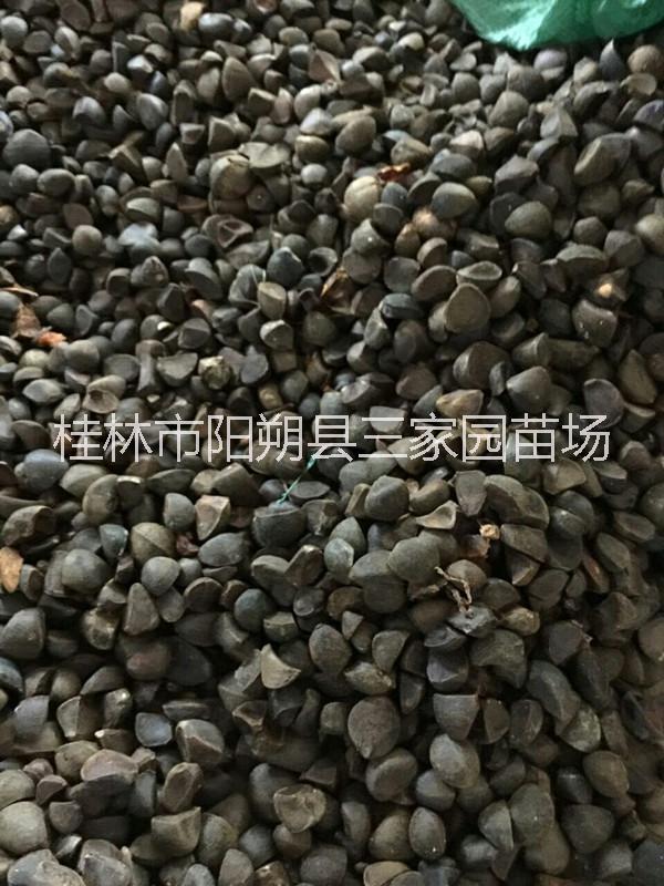 供应广西 油茶籽 油茶苗 广西油茶籽产地图片