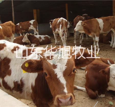 广州畜牧养殖基地纯种西门塔尔牛批发