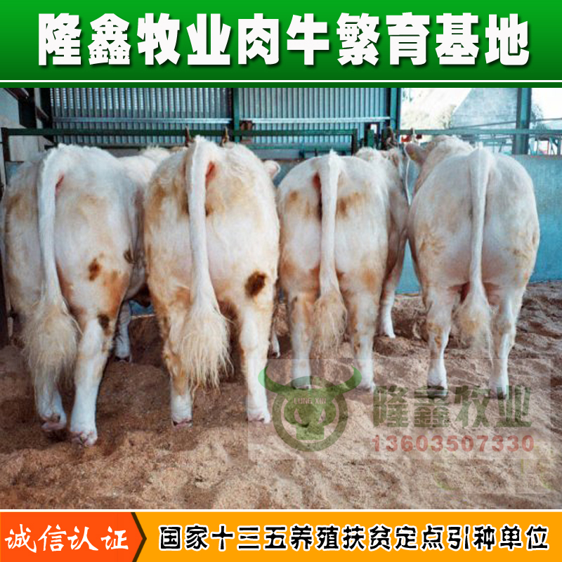 供应用于繁殖|育肥的河南肉牛价格 内蒙肉牛价格